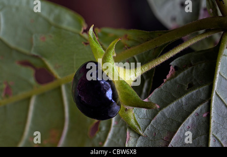 La mortale Nightshade Atropa belladonna Foto Stock