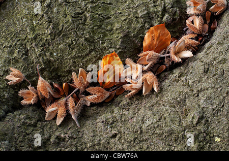 Il faggio Fagus sylvatica gusci di semi e foglie Foto Stock