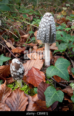 Gazza Inkcap Coprinopsis picacea in legno di faggio Foto Stock