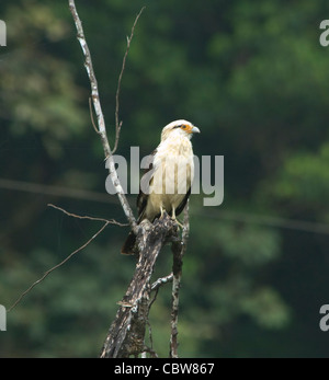 Giallo-guidato Caracara chimachima Milvago Costa Rica Foto Stock