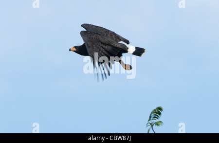 Comune di Black Hawk Buteogallus anthracinus Costa Rica Foto Stock