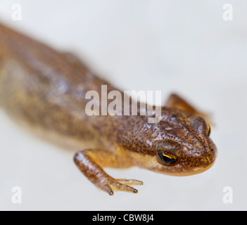 Liscia o tritone comune: Lissotriton (ex Triturus vulgaris) Foto Stock