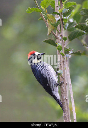 Acorn Woodpecker Melanerpes formicivorus Costa Rica Foto Stock