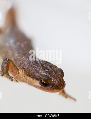 Liscia o tritone comune: Lissotriton (ex Triturus vulgaris) Foto Stock