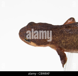 Liscia o tritone comune: Lissotriton (ex Triturus vulgaris) Foto Stock