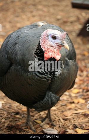 Una femmina nero di Norfolk turchia Foto Stock