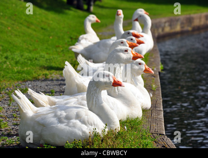 Branco di oche bianchi allineati sulla sponda di un laghetto del parco. Foto Stock