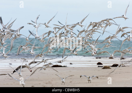 Un misto di gregge di terne di prendere il volo da una spiaggia Foto Stock