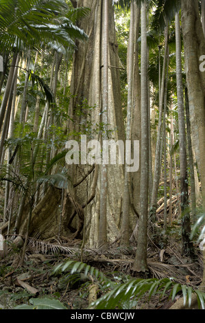 Grande albero con radici quadrate in una foresta pluviale dominato da palme Foto Stock