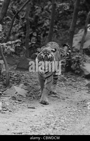 Royal tigre del Bengala sulla Pattuglia Foto Stock