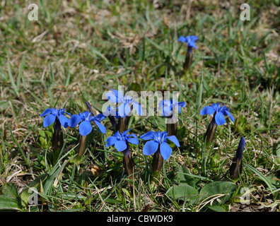 La molla la Genziana - Gentiana verna, a Burren Foto Stock