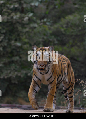 Royal tigre del Bengala sulla Pattuglia Foto Stock