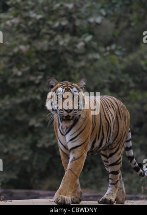 Royal tigre del Bengala sulla Pattuglia Foto Stock