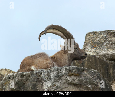 Alpine Ibex mentre poggia sulla formazione di roccia Foto Stock