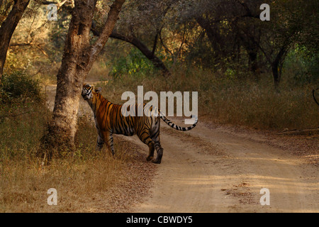 Tiger pattugliamento territorio in Ranthambhore Foto Stock