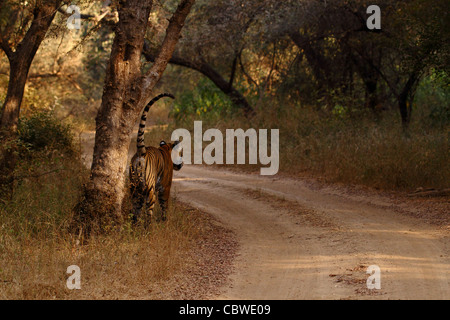 Tiger pattugliamento territorio in Ranthambhore Foto Stock