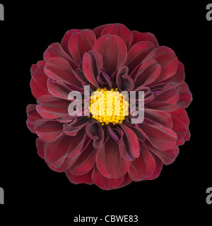Rosso Fiore Dahlia con centro giallo isolato su sfondo nero Foto Stock