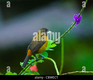 Scarlet-rumped Tanager (Ramphocelus costaricensis), femmina, Costa Rica Foto Stock