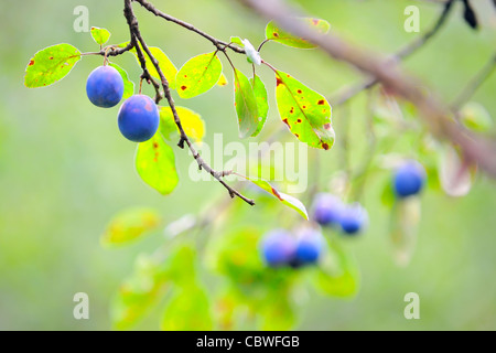 Susine mature sulla struttura ad albero Foto Stock