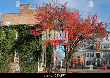 Schenectady's stockade quartiere storico in collezione autunno. schenedtady, new york stati uniti Foto Stock