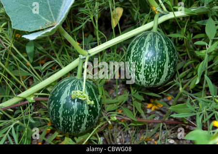 Buffalo Zucca (Cucurbita foetidissima), viticcio con frutta. Foto Stock