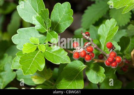 Sommacco fragrante (Rhus aromatica). Rametto con frutta. Foto Stock