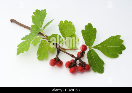 Sommacco fragrante (Rhus aromatica). Rametto con frutta. Studio Immagine contro uno sfondo bianco Foto Stock