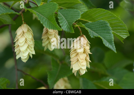 Unione carpino nero (Ostrya carpinifolia), ramoscello con foglie e grappoli di frutta. Foto Stock