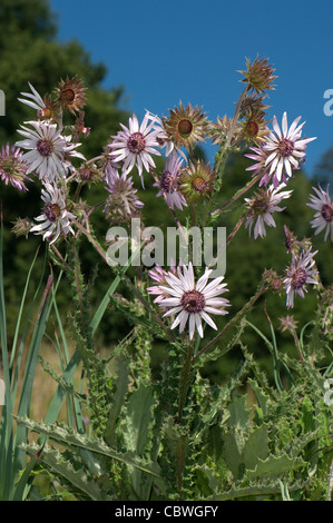 Berkheya viola (Berkheya purpurea), fioritura. Foto Stock