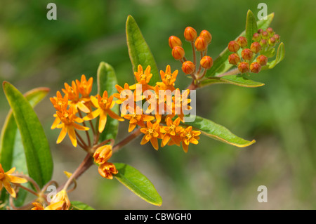 Butterfly erbaccia, Pleurisy Root, Butterfly Milkweed (Asclepias tuberosa), fioritura. Foto Stock