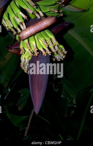 Dwarf banana (Musa acuminata, Musa nana), l'infiorescenza. Foto Stock