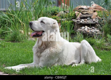 Bianco in Asia centrale il cane pastore Foto Stock