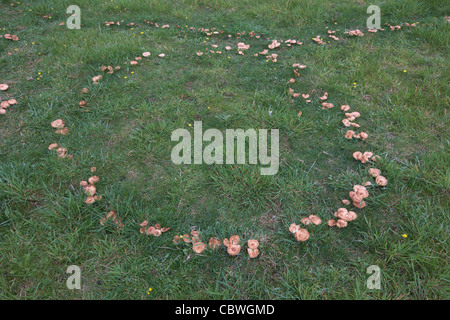 Anello di fata di funghi in un prato, UK, crescendo in un cerchio Foto Stock