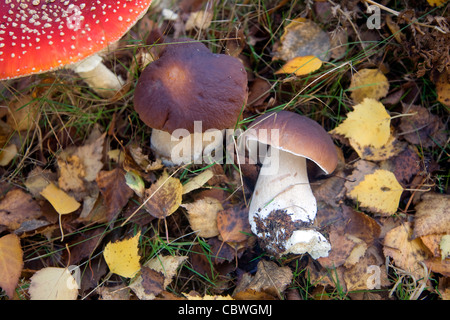 Fly agaric e funghi porcini fungo Foto Stock