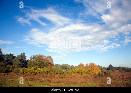 Inverno brughiera paesaggio con cielo blu, Shottisham, Suffolk, Inghilterra Foto Stock