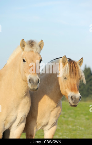 Due cavalli norvegese Foto Stock