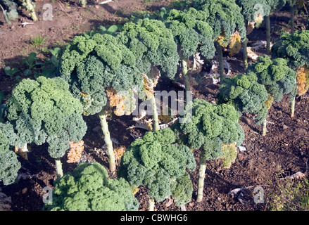 Cavolo laciniato, broccoli piante che crescono nel giardino vegetale Foto Stock