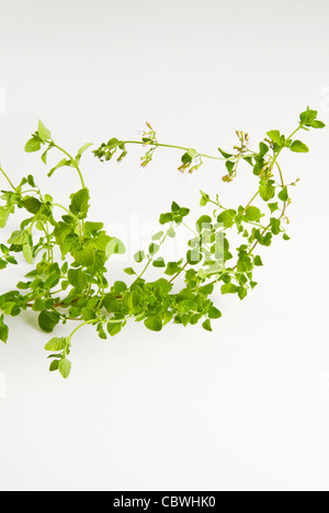 Mentuccia o nepitella o nipitella o nepetella (Calamintha nepeta), è un'erba aromatica, utilizzato in Italia in cucina Foto Stock