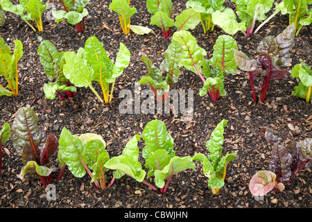 Close up di Ruby Chard Foto Stock