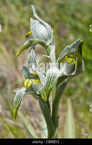 La porcellana orchidea (Chloraea magellanica) fiori Parco nazionale Los Glaciares road 11 Santa Cruz Provincia Patagonia Argentina Foto Stock