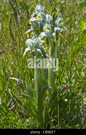 La porcellana orchidea (Chloraea magellanica) fiori Parco nazionale Los Glaciares road 11 Santa Cruz Provincia Patagonia Argentina Foto Stock