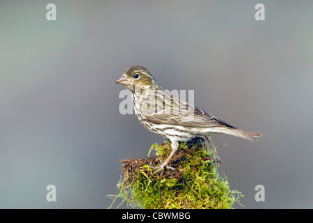 Cassin's Finch Carpodacus cassinii Lago di cabina, Oregon, Stati Uniti 5 maggio femmina adulta Fringillidae Foto Stock