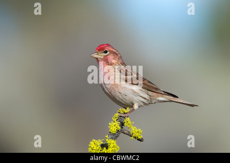 Cassin's Finch Carpodacus cassinii Lago di cabina, Oregon, Stati Uniti 5 maggio femmina adulta Fringillidae Foto Stock