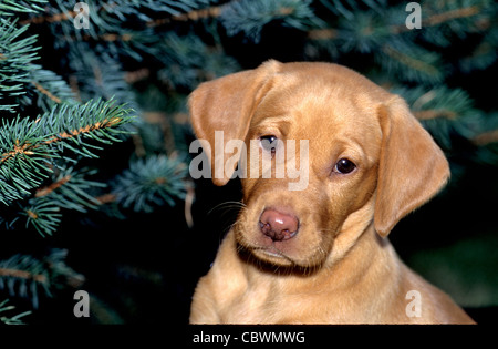Giallo Labrador retriever cucciolo di circa 8 settimane di età Foto Stock