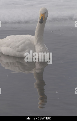 Whooper cigni, matura e i capretti (Cygnus cygnus) sul ghiaccio e nell'acqua di Kussharo, lago vulcanico, Akan, Hokkaido, Giappone Foto Stock