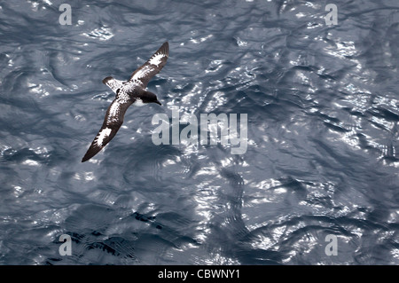 CAPE PETREL OLTRE IL PASSAGGIO DI DRAKE Foto Stock