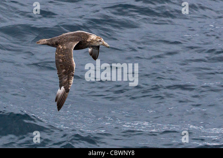 Il gigante del sud PETREL OLTRE IL PASSAGGIO DI DRAKE Foto Stock