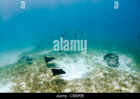 La scolarizzazione Spotted Raggi eagle, Aetobatus narinari, Seicelle Foto Stock