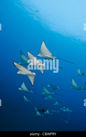 La scolarizzazione Spotted Raggi eagle, Aetobatus narinari, Seicelle Foto Stock