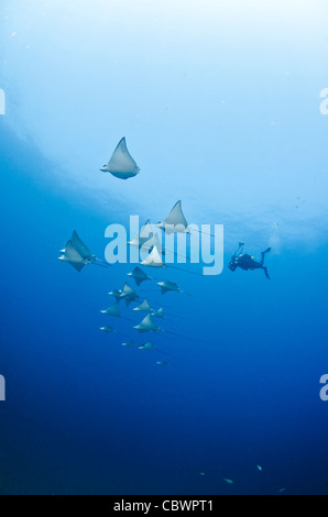 La scolarizzazione Spotted Raggi eagle, Aetobatus narinari, Seicelle Foto Stock